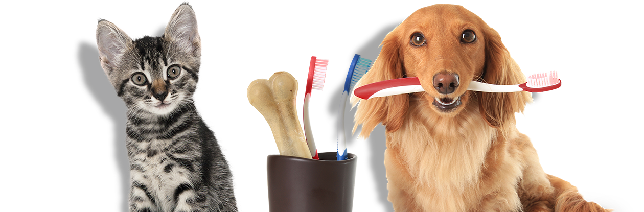 cat and dog teeth cleaning conroe tx