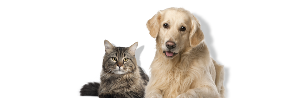 senior pet wellness care conroe tx