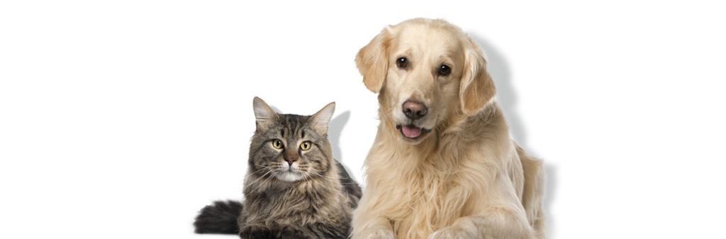 senior pet wellness care conroe tx