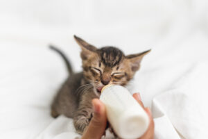 are cats lactose intolerant conroe tx