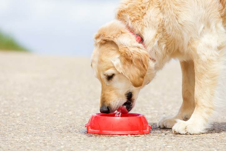 how to keep your dog hydrated this summer