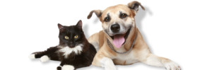 cat and dog microchipping conroe tx