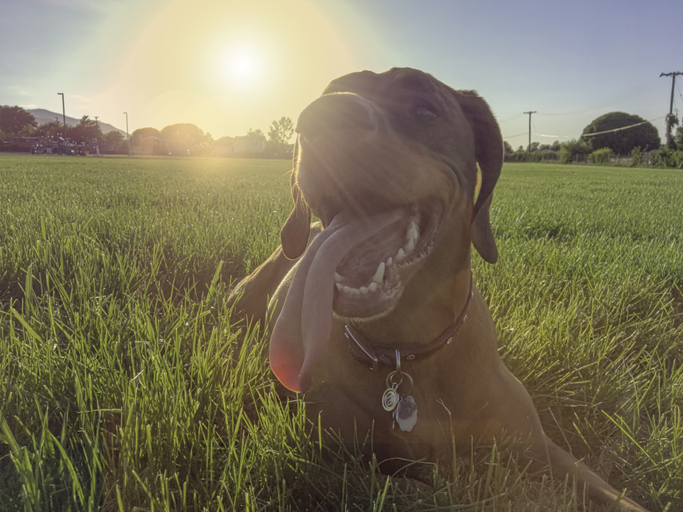 how to keep your dog safe heatstroke heat exhaustion conroe tx