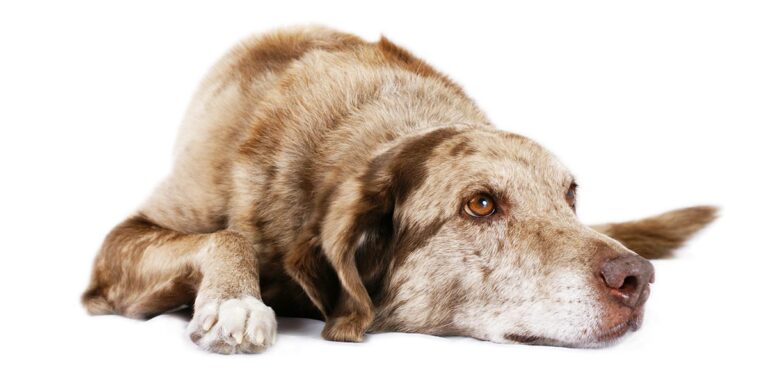 pain management for dogs conroe tx