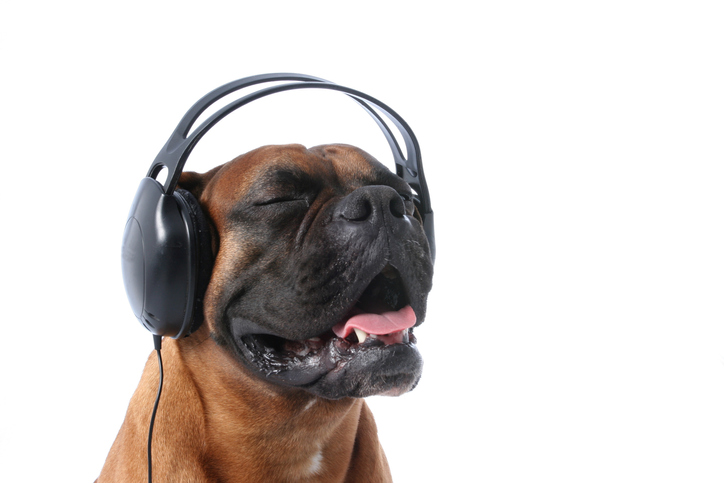 what type of music do dogs like conroe tx