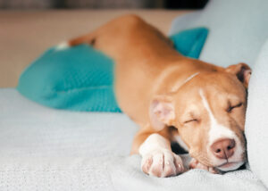 Do dogs dream about humans? The veterinary experts at Triangle Animal Clinic in Conroe, Texas have the answer!
