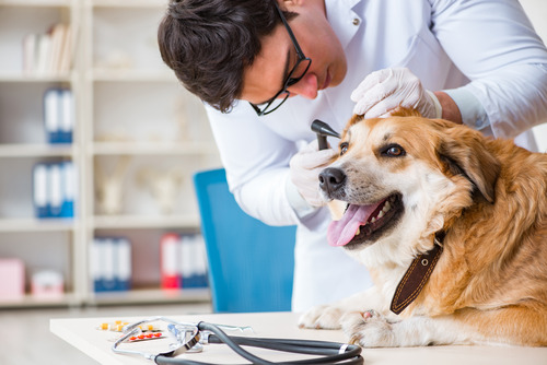 vet-examining-dog-at-vet-clinic