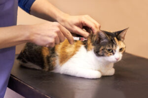 cat-receiving-vaccine-from-vet