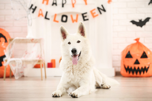 dog-laying-in-front-of-halloween-decorations-at-home
