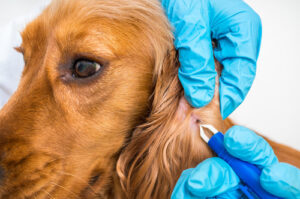 vet-removing-tick-from-dogs-ear