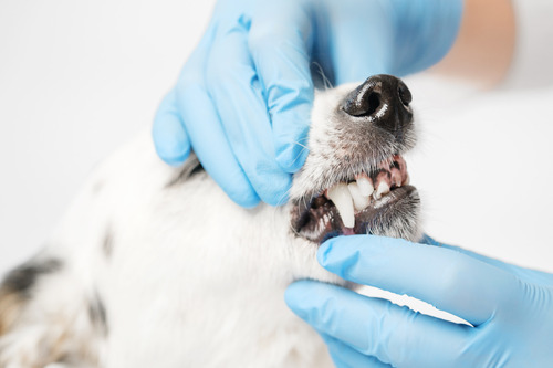 vet-checking-dog's-teeth