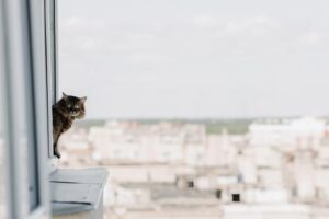 cat looking out window of high-rise building