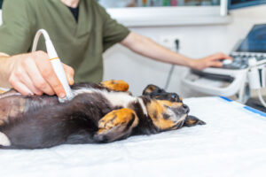 vet-performing-ultrasound-on-dog