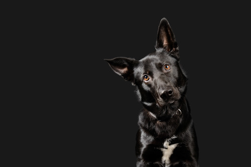 black-dog-with-head-tilted-to-the-left