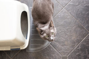 gray-cat-standing-next-to-litterbox-looking-up