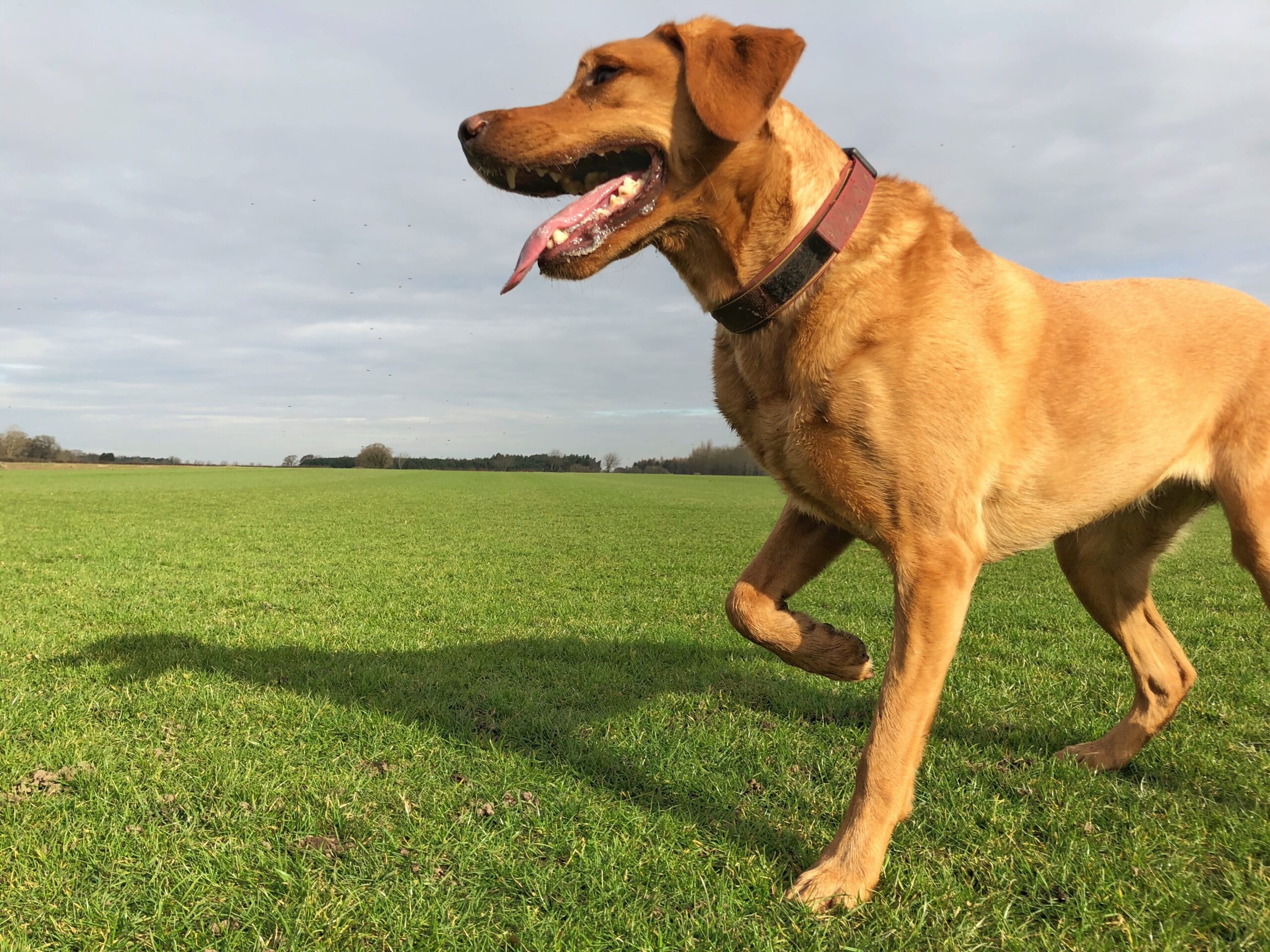 Is Your Dog Limping?  Front Leg Tendon Issues Explained - anvpii1