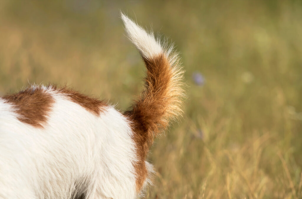 Dog tail, backside closeup of a jack russell pet puppy