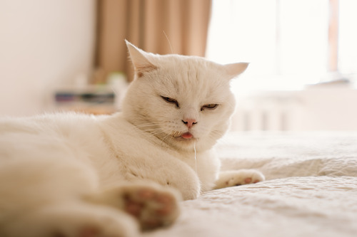 white-cat-laying-on-a-bed-while-drooling