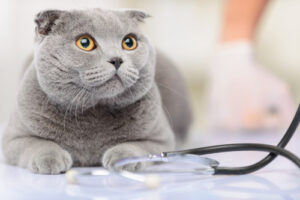 gray-cat-at-vet-clinic