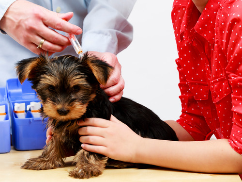 vet-administering-vaccine-to-yorkshire-puppy-while-female-owner-holds-him