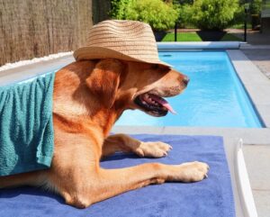 dog with sun hat on lays on a lounge chair by the pool