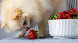 pomeranian dog sniffing strawberry that fell out of the bowl