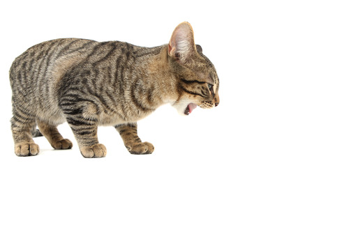 bengal cat getting sick on a white background