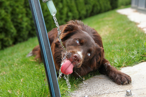 dog drinking water from garden house outside