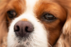 close up of long hair cavalier king charles spaniel dog's nose