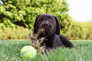 labrador puppy laying in the grass with a tennis ball and eating grass
