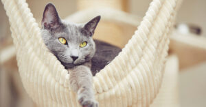 lethargic cat laying in a fabric swing at home