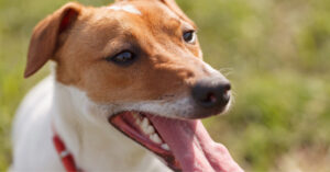 close up of dog panting