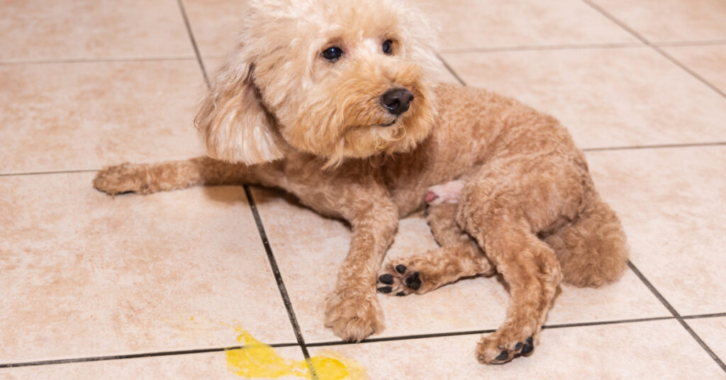 dog laying on the floor next to yellow puddle of vomit