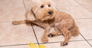 dog laying on the floor next to yellow puddle of vomit