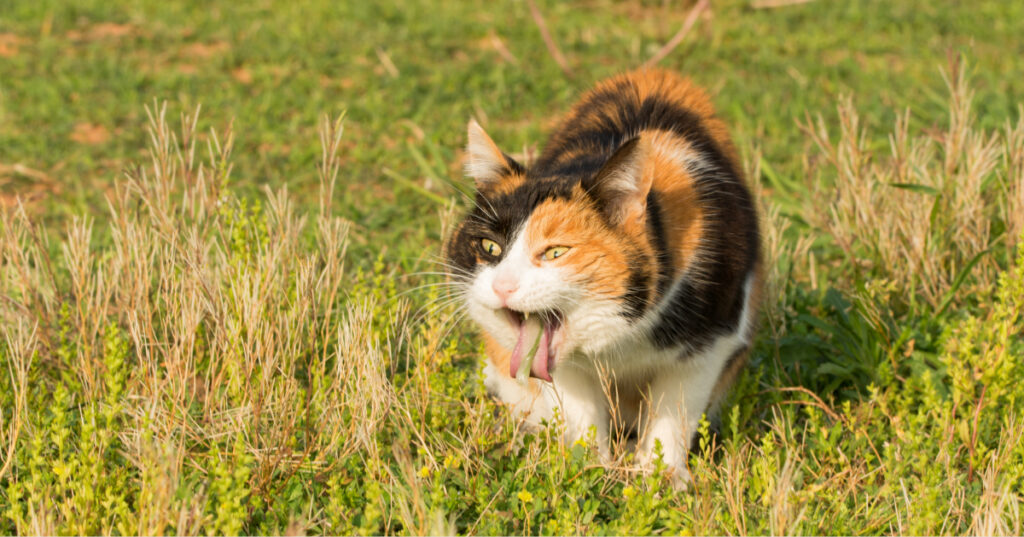 tri-color cat walking in a grass field about to vomit a hairball