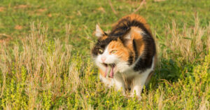 tri-color cat walking in a grass field about to vomit a hairball