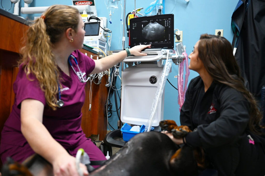 female veterinarian looking at an ultrasound of a dog