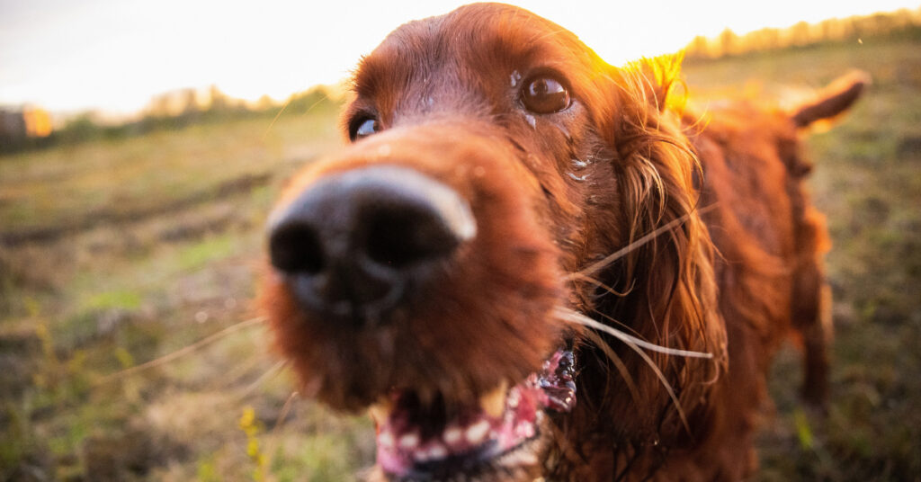 close up of Irish Setter dog's nose while he is outside at sunset